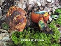 Neoboletus erythropus-amf280